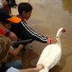 ALIM9200.JPG