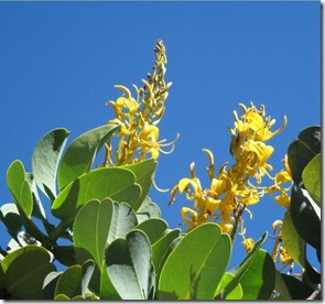 Flores do Cerrado, em Pirenópolis Autora Flora Degaspare