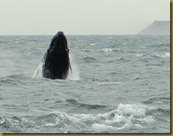 Whale Watch  _ROT4070   NIKON D3S June 02, 2011