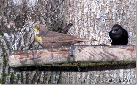 Female Yellow Headed Blackbird