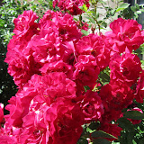 KUC Gardens July 6, 2011