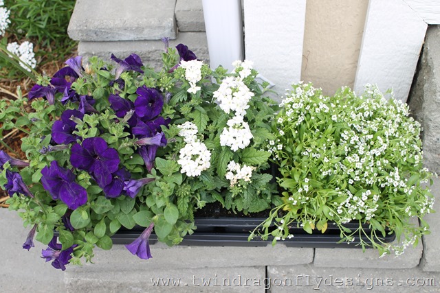 Planting Annuals (6)