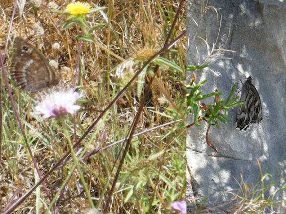 2011_06170044_47.jpg