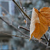 DSLR Filtre: polarizare & ND4/ND8 D60 Polarizare Diverse%252520%2525284%252529 DSLR Filtre: polarizare & ND4/ND8
