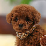 dog612-1.jpg
