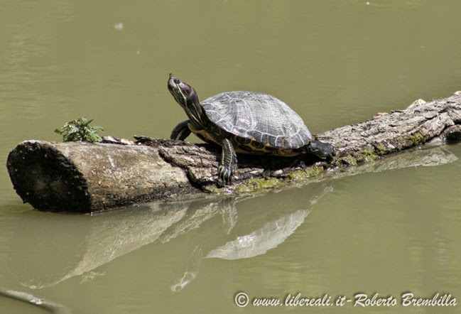 25_Tartaruga palustre dalle orecchie rosse - Trachemys scripta elegans