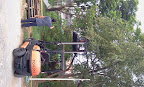 บ้านนี้เขาสอย "มะขามเทศ" ด้วย Forklift