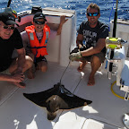 Duckbill Stingray