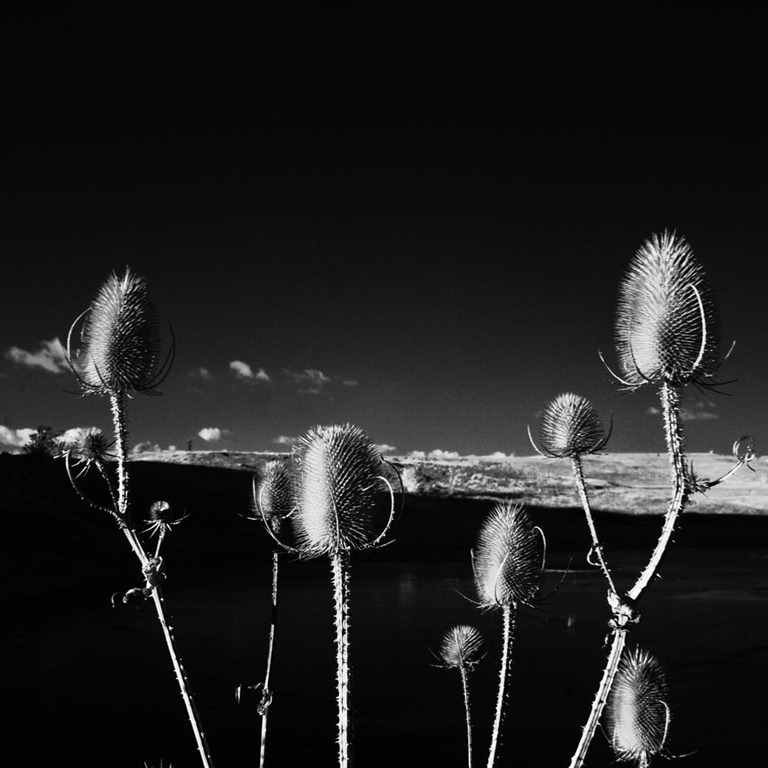 [The-Teasles-6%255B3%255D.jpg]