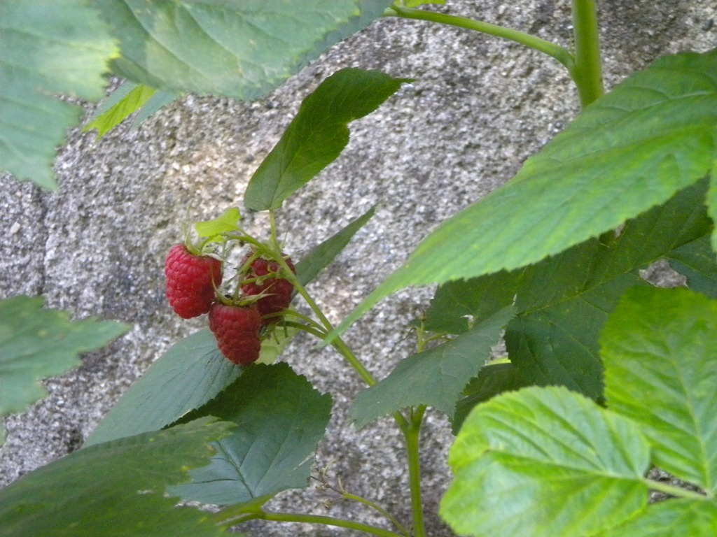 [DSCN15624.jpg&description=Raspberry Picking with I Nonni')]