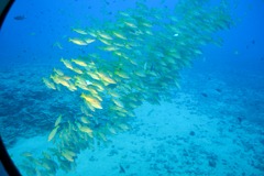 [fish%2520school%255B3%255D.jpg]