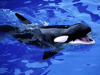 Feed Me!, Killer Whale.jpg