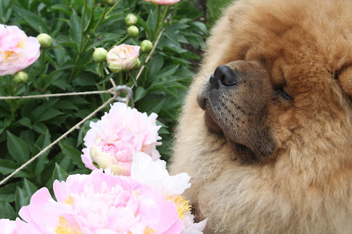 Ahhh.....This scent reminds me of that fancy French perfume Martha wears.