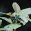 Purple-crowned Fairy Hummingbird