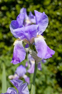 Irises-8