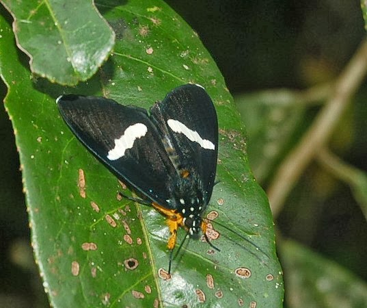 Agaristinae : Rothia agrius (HERRICH-SCHÄFFER, 1853). Parc d'Andasibe-Mantadia (Madagascar), 28 décembre 2013. Photo : T. Laugier