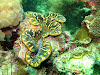  Koh Lipe Resimleri Fotoğrafları