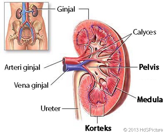 55 Gambar Organ Ginjal Beserta Bagiannya Paling Bagus 55 Gambar Organ Ginjal Beserta Bagiannya Paling Bagus