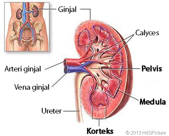 gambar ginjal dan bagian-bagiannya dalam Bahasa Indonesia