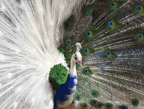 [bird103.jpg]