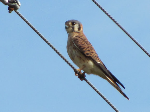 Spotting Image 1