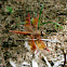asian groundling (male)