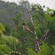 Great Crested Flycatcher