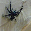 Bold jumping spider