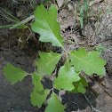 Swamp White Oak
