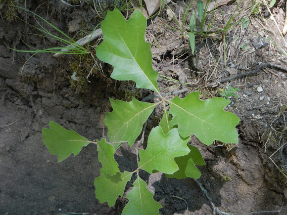Spotting Image 1