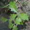 Swamp White Oak