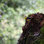 Collared Redstart