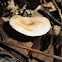 Funnel Cap