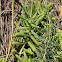 Saltwort