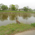 The Wildlife of Kansas