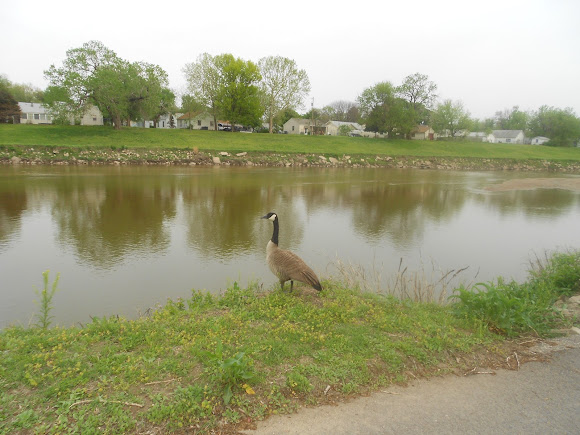 Spotting Image 1