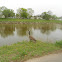 Canadian Goose