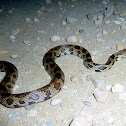 Western Fox Snake