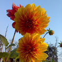Orange Dahlia