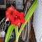 Red Lion Amaryllis
