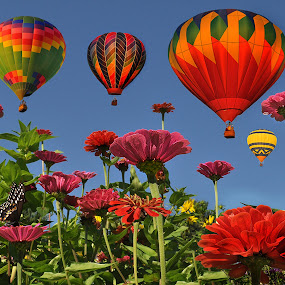 Carnival of Color by Corinne Noon - Digital Art Places ( photoshop art, zinnias, blue sky, colors, balloons )