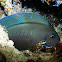 Atlantic blue tang surgeonfish