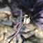 Blue-fronted Dancer damselfly (female)