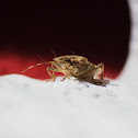 stink bug