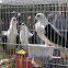 Domestic Pigeon