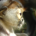 Red Shanked Douc Langur
