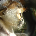Red Shanked Douc Langur