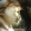 Red Shanked Douc Langur