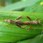 large brown bean bugs (mating)
