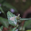 uncertain butterfly